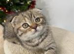 Scottish Fold Female - Scottish Fold Kitten For Sale - Orlando&comma; FL&comma; US