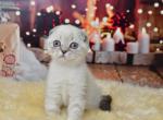 Iriska1 - Scottish Fold Kitten For Sale - Los Angeles&comma; CA&comma; US
