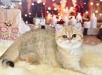 Eva2 - British Shorthair Kitten For Sale - Los Angeles&comma; CA&comma; US