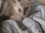 Qdoba - Maine Coon Kitten For Sale - KS&comma; US