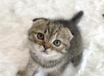 Female Scottish fold - Scottish Fold Kitten For Sale - 