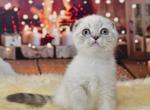 Iriska - Scottish Fold Kitten For Sale - Chicago&comma; IL&comma; US