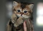 Mira - Scottish Straight Kitten For Sale - Boca Raton&comma; FL&comma; US