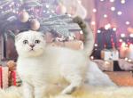 Ivan - Scottish Fold Kitten For Sale - Chicago&comma; IL&comma; US