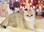 Eva2 - British Shorthair Kitten For Sale - Chicago&comma; IL&comma; US