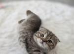 Female Fold - Scottish Fold Kitten For Sale - Orlando&comma; FL&comma; US