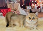 Emili2 - British Shorthair Kitten For Sale - Chicago&comma; IL&comma; US