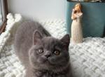 Balu - British Shorthair Kitten For Sale - Chicago&comma; IL&comma; US