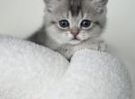 Lilia - Scottish Straight Kitten For Sale - Boca Raton&comma; FL&comma; US