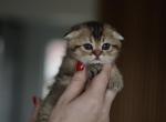 Kiki - Scottish Fold Kitten For Sale - Boca Raton&comma; FL&comma; US
