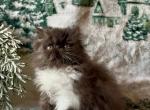 chocolate and white female - Persian Kitten For Sale - Delta&comma; PA&comma; US