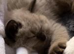 Hershey - Ragdoll Kitten For Sale - San Diego&comma; CA&comma; US
