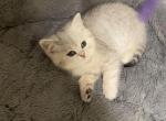 Male Scottish Straight kitten - Scottish Straight Kitten For Sale - Tacoma&comma; WA&comma; US