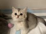 Male Scottish Kitten - Scottish Straight Kitten For Sale - Tacoma&comma; WA&comma; US
