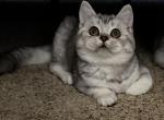 Smokie - Scottish Straight Kitten For Sale - North Richland Hills&comma; TX&comma; US