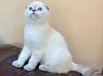 Macchiato - Scottish Fold Kitten For Sale - MA&comma; US