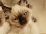 Gremmie Seal Point Ragdoll - Ragdoll Kitten For Sale - Vandergrift&comma; PA&comma; US