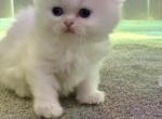 Dollface Male and Female - Persian Kitten For Sale - Parma&comma; OH&comma; US
