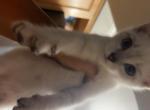 Kris Kringle - Highlander Kitten For Sale - Laingsburg&comma; MI&comma; US