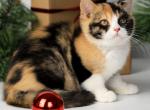 Miledy - British Shorthair Kitten For Sale - Norwalk&comma; CT&comma; US