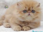 Milana - Persian Kitten For Sale - Pembroke Pines&comma; FL&comma; US