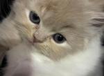 Cream Dollface Persian - Persian Kitten For Sale - Parma&comma; OH&comma; US