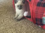 Blue - Siamese Kitten For Sale - Battle Creek&comma; MI&comma; US