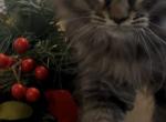 Montgomery - Maine Coon Kitten For Sale - Sioux Falls&comma; SD&comma; US