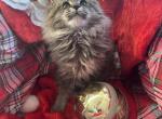 Micheal - Maine Coon Kitten For Sale - Sioux Falls&comma; SD&comma; US
