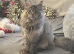 Maine Coon Female - Maine Coon Kitten For Sale - Sioux Falls&comma; SD&comma; US