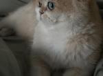 Sonya - British Shorthair Cat For Sale - Antelope&comma; CA&comma; US