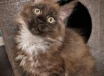 Stormy Polydactyl - Maine Coon Kitten For Sale - Renton&comma; WA&comma; US