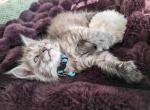 Cyclone Polydactyl - Maine Coon Kitten For Sale - Renton&comma; WA&comma; US