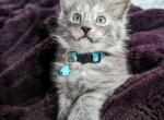 Cyclone Polydactyl - Maine Coon Kitten For Sale - Renton&comma; WA&comma; US