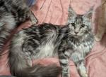 Talia - Maine Coon Cat For Sale - Renton&comma; WA&comma; US