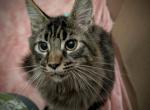 Twix - Maine Coon Cat For Sale - Renton&comma; WA&comma; US