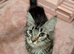 Ayla - Maine Coon Cat For Sale - Renton&comma; WA&comma; US