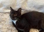 Friendly Kitten - American Shorthair Kitten For Sale - Agawam&comma; MA&comma; US