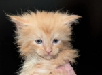 Archie - Maine Coon Kitten For Sale - Renton&comma; WA&comma; US