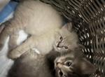 Longhairs - American Longhair Kitten For Sale - Agawam&comma; MA&comma; US