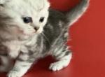 Sunny - Scottish Fold Kitten For Sale - Huntingtn Bch&comma; CA&comma; US