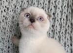 Lord - Scottish Fold Kitten For Sale - Huntingtn Bch&comma; CA&comma; US