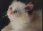 MrWinston - Ragdoll Cat For Sale - GBG&comma; PA&comma; US