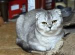 Silvia - Scottish Fold Cat For Sale - Rio Linda&comma; CA&comma; US