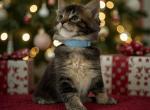 XANDER - Maine Coon Kitten For Sale - NY&comma; US