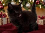 XAVIER - Maine Coon Kitten For Sale - NY&comma; US