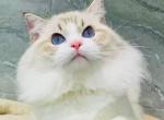Stunning Santa Eleven - Ragdoll Cat For Sale - Los Angeles&comma; CA&comma; US