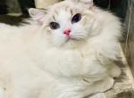stunning prince - Ragdoll Cat For Sale - Los Angeles&comma; CA&comma; US