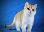 Pikachu - British Shorthair Kitten For Sale - New York&comma; NY&comma; US