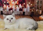alisia - British Shorthair Kitten For Sale - Chicago&comma; IL&comma; US